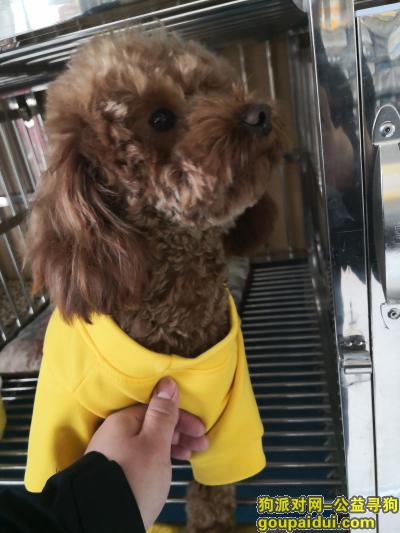 寻穿黄色衣服泰迪2岁公狗，它是一只非常可爱的宠物狗狗，希望它早日回家，不要变成流浪狗。