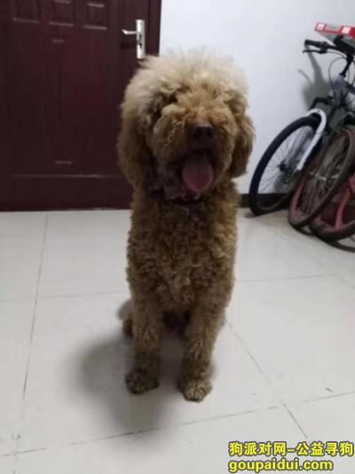 北京寻狗主人，今年大年初三六环路上捡到巨贵一枚，它是一只非常可爱的宠物狗狗，希望它早日回家，不要变成流浪狗。