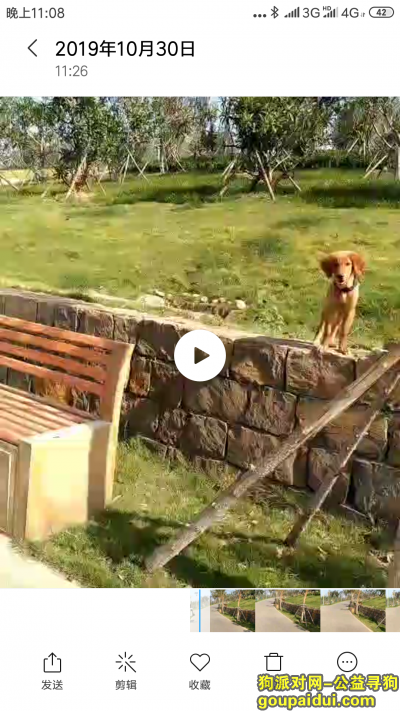 郑州寻狗，2019年10月30晚10点左右在北龙湖湿地公园附近丢失金毛犬，它是一只非常可爱的宠物狗狗，希望它早日回家，不要变成流浪狗。