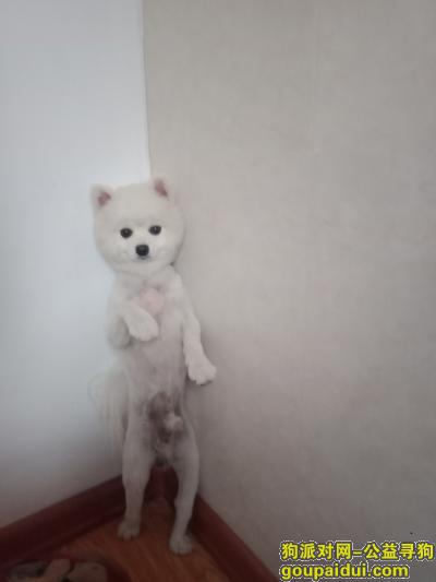 【哈尔滨找狗】，寻白色博美(公)和灰色泰迪(公)，它是一只非常可爱的宠物狗狗，希望它早日回家，不要变成流浪狗。