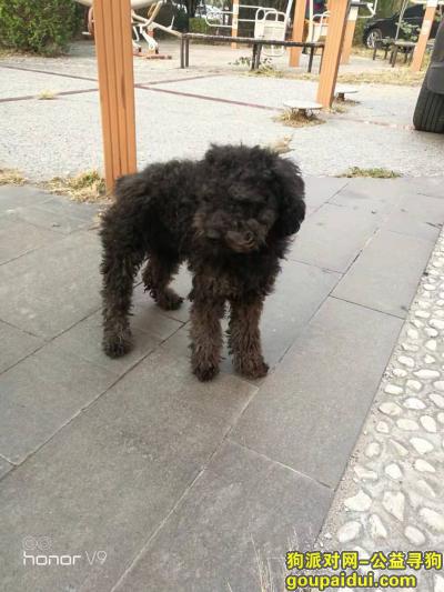 小区内发现黑色泰迪，疑似走丢。，它是一只非常可爱的宠物狗狗，希望它早日回家，不要变成流浪狗。