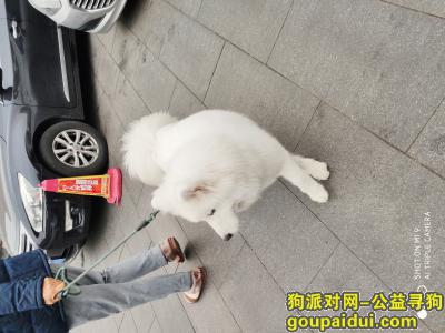 【北京捡到狗】，寻找白色萨摩耶的主人，急急急！！，它是一只非常可爱的宠物狗狗，希望它早日回家，不要变成流浪狗。