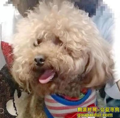 漳州寻狗启示，爱犬于2019年11月1日在漳州市农贸市场附近走失。，它是一只非常可爱的宠物狗狗，希望它早日回家，不要变成流浪狗。