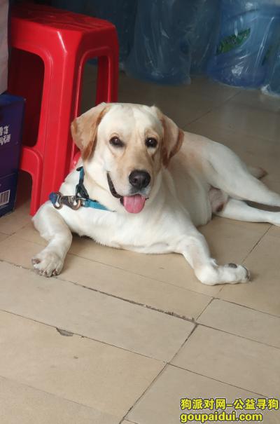 寻找拉布拉多公犬 深圳南联，它是一只非常可爱的宠物狗狗，希望它早日回家，不要变成流浪狗。
