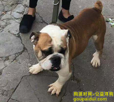 昭通寻狗网，爱犬于2019年10月23日下午6点左右在昭通环东路49号火映天附近走失，它是一只非常可爱的宠物狗狗，希望它早日回家，不要变成流浪狗。