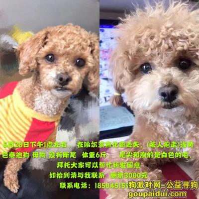 哈尔滨寻找泰迪串母狗 酬谢3000元，它是一只非常可爱的宠物狗狗，希望它早日回家，不要变成流浪狗。