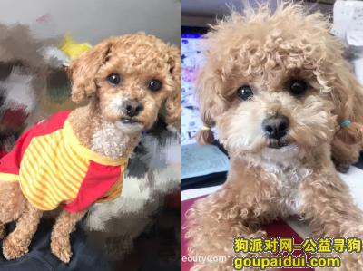 哈尔滨寻狗启示，泰迪串母狗 酬谢3000，它是一只非常可爱的宠物狗狗，希望它早日回家，不要变成流浪狗。