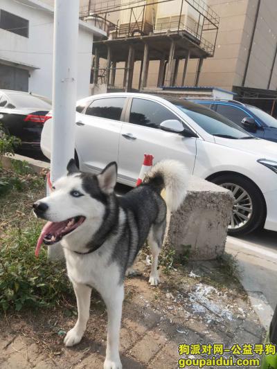 哈士奇于2019年11月6号丢失，它是一只非常可爱的宠物狗狗，希望它早日回家，不要变成流浪狗。