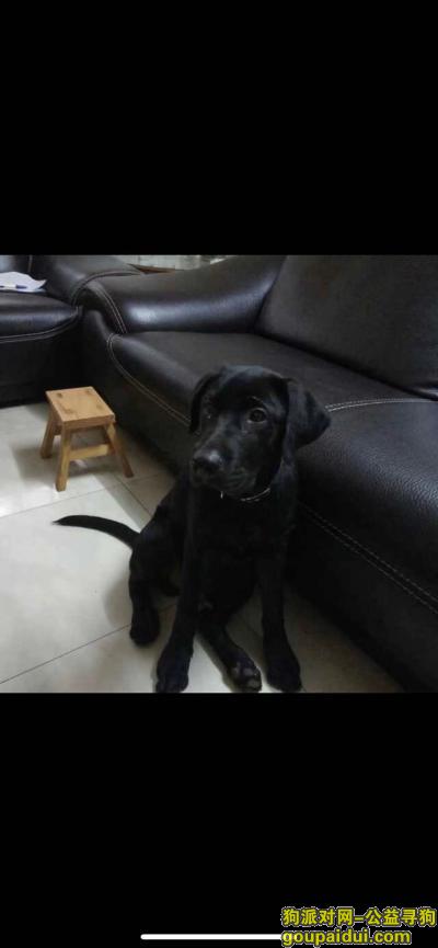 【武汉找狗】，寻找黑色拉不拉多公犬，它是一只非常可爱的宠物狗狗，希望它早日回家，不要变成流浪狗。