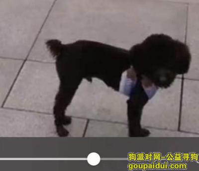 【成都找狗】，11月7日上午牧华路锦江大桥外侧府河边走失棕色泰迪犬，它是一只非常可爱的宠物狗狗，希望它早日回家，不要变成流浪狗。