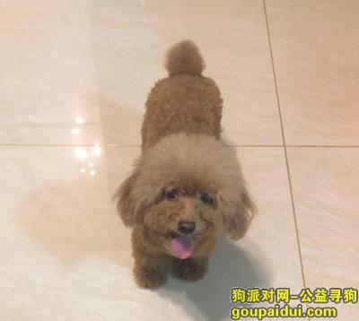 【深圳找狗】，请深圳的父老乡亲转发，帮这个小毛孩回家吧，它是一只非常可爱的宠物狗狗，希望它早日回家，不要变成流浪狗。