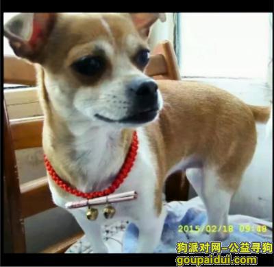贵港寻狗启示，送我回家 麻麻给1000元，它是一只非常可爱的宠物狗狗，希望它早日回家，不要变成流浪狗。