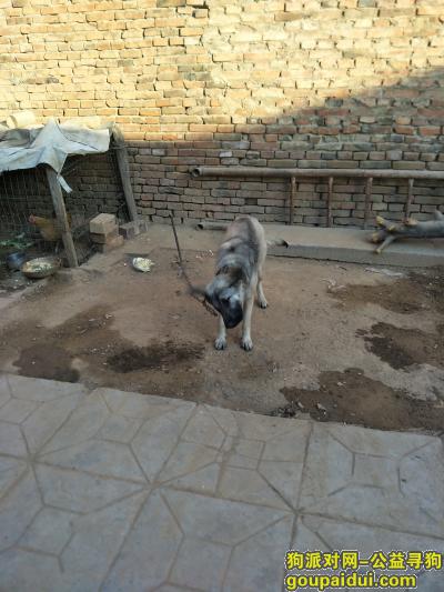 寻找狼青，有看到必有重谢，qq1320359831，它是一只非常可爱的宠物狗狗，希望它早日回家，不要变成流浪狗。