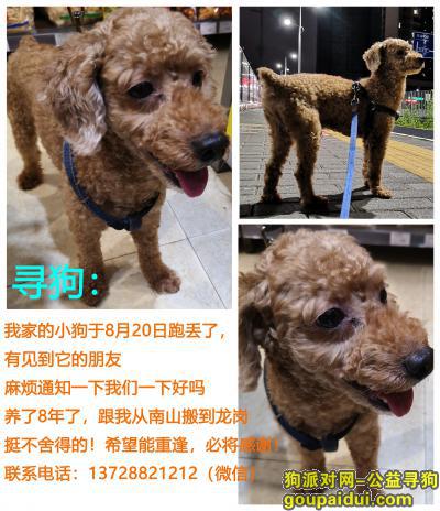 深圳找狗，深圳龙岗同乐附近家里的泰迪犬走丢，它是一只非常可爱的宠物狗狗，希望它早日回家，不要变成流浪狗。