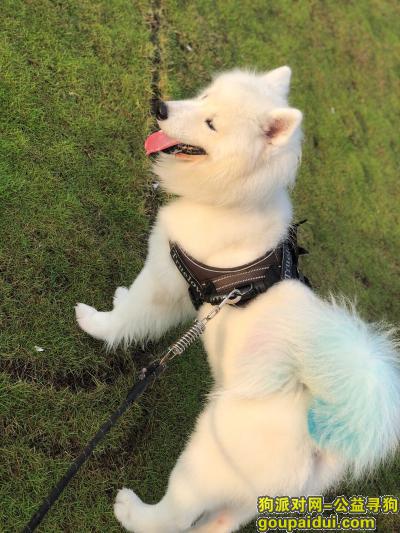 阳江寻狗网，阳江白色萨摩耶蓝尾巴，它是一只非常可爱的宠物狗狗，希望它早日回家，不要变成流浪狗。