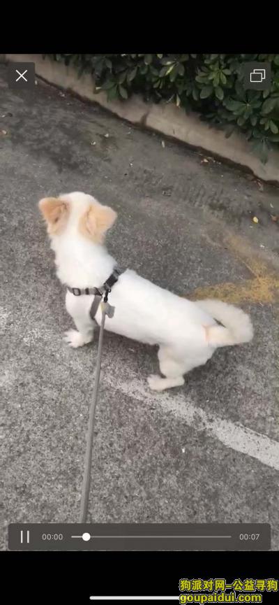 广州找狗，赏金千元寻狗番禺区石基镇，它是一只非常可爱的宠物狗狗，希望它早日回家，不要变成流浪狗。
