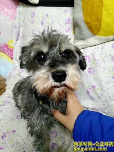 【上海找狗】，上海天山路遵义路附近找雪耐瑞妹妹，它是一只非常可爱的宠物狗狗，希望它早日回家，不要变成流浪狗。