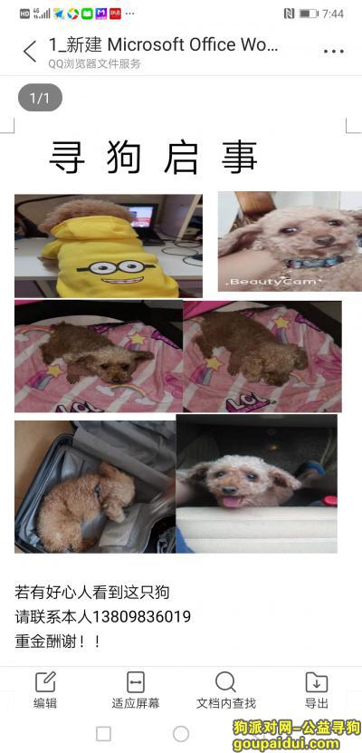 广州寻狗网，泰迪狗本人手机号：13809836019，它是一只非常可爱的宠物狗狗，希望它早日回家，不要变成流浪狗。