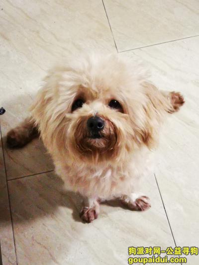 【深圳找狗】，深圳龙岗五联瓦窑坑村丢失一只泰迪，它是一只非常可爱的宠物狗狗，希望它早日回家，不要变成流浪狗。