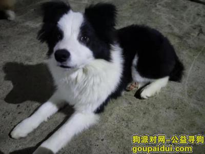 爱犬于2019年11月16日晚22点在洞井街道板塘工业园附近走失，它是一只非常可爱的宠物狗狗，希望它早日回家，不要变成流浪狗。