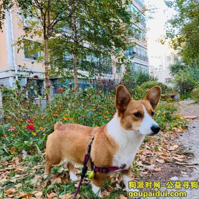 哈尔滨寻狗启示，柯基犬于11月17日大雪后晚上跑丢！，它是一只非常可爱的宠物狗狗，希望它早日回家，不要变成流浪狗。