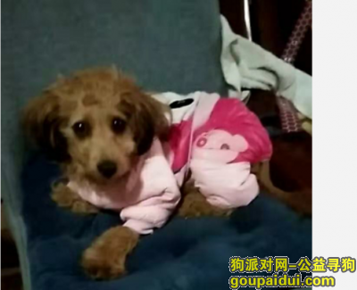 【宁波找狗】，爱犬于2019年11月16日在浙江省宁波市慈溪市横河菜市场附近走失。，它是一只非常可爱的宠物狗狗，希望它早日回家，不要变成流浪狗。
