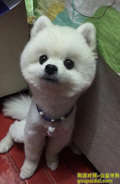 寻找白色博美1岁雄性沈阳市苏家屯区政府广场遗失，它是一只非常可爱的宠物狗狗，希望它早日回家，不要变成流浪狗。