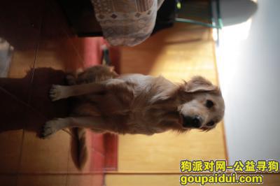 管城回族区陇海路城东路附近金毛，它是一只非常可爱的宠物狗狗，希望它早日回家，不要变成流浪狗。