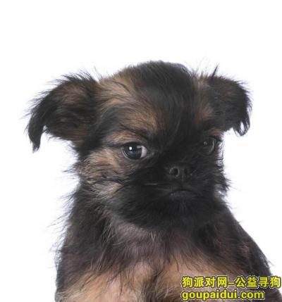 上海找狗主人，捡到小黑狗一只快来领取，它是一只非常可爱的宠物狗狗，希望它早日回家，不要变成流浪狗。