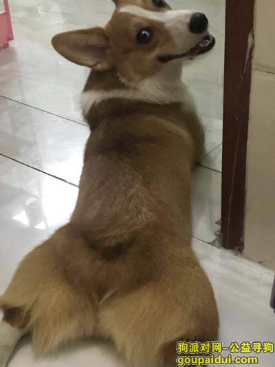 广州找狗，不论什么代价只求孩子回家，它是一只非常可爱的宠物狗狗，希望它早日回家，不要变成流浪狗。