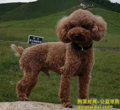 北京丢狗，爱犬于2019年11月20日下午14:25在百沙路永正制药厂附近走失，它是一只非常可爱的宠物狗狗，希望它早日回家，不要变成流浪狗。