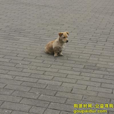 【北京捡到狗】，国展站出入口寻找主人，它是一只非常可爱的宠物狗狗，希望它早日回家，不要变成流浪狗。