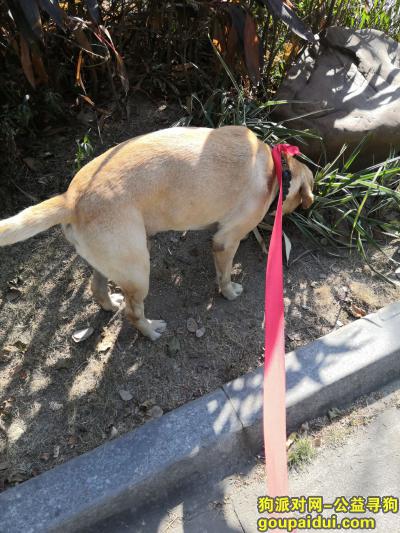 广州寻狗网，寻找狗狗主人，只能暂养几天，它是一只非常可爱的宠物狗狗，希望它早日回家，不要变成流浪狗。