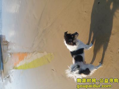 福州寻狗启示，2019年11月21日在福州市青口镇丢失黑白矮脚串串公狗一只，脸上有黄色杂毛，它是一只非常可爱的宠物狗狗，希望它早日回家，不要变成流浪狗。