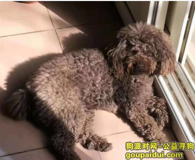 【北京找狗】，北京白浮村创新路酬谢两千元寻找咖啡色泰迪，它是一只非常可爱的宠物狗狗，希望它早日回家，不要变成流浪狗。