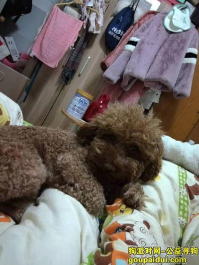 【杭州找狗】，拱墅区金星桃源居寻找棕色泰迪，它是一只非常可爱的宠物狗狗，希望它早日回家，不要变成流浪狗。