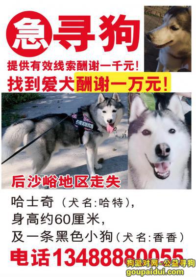 【北京找狗】，顺义区后沙峪地区走丢哈士奇及一只小黑狗！！！！！！，它是一只非常可爱的宠物狗狗，希望它早日回家，不要变成流浪狗。