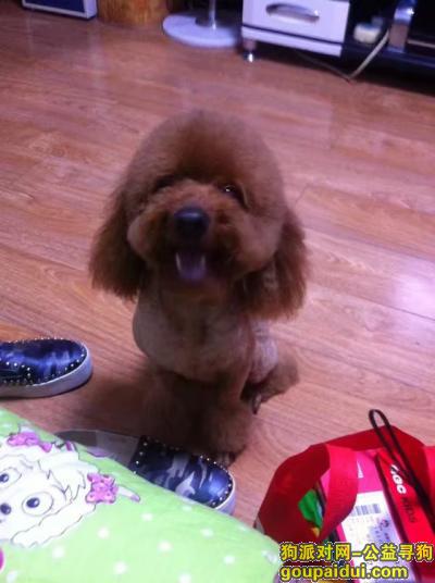 【青岛找狗】，李沧区少山路11月24日丢失一条黄色泰迪犬男孩，它是一只非常可爱的宠物狗狗，希望它早日回家，不要变成流浪狗。