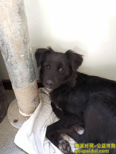 杭州找狗，18年萧山区农产品批发市场掉的，小串串黑狗奖1000，它是一只非常可爱的宠物狗狗，希望它早日回家，不要变成流浪狗。