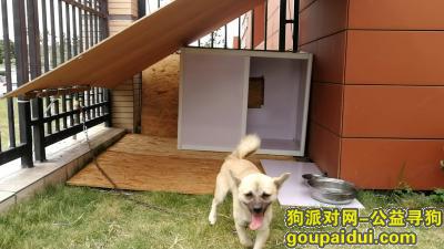 高新区惠而浦附近丢失米黄色土狗，它是一只非常可爱的宠物狗狗，希望它早日回家，不要变成流浪狗。
