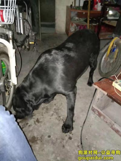 广州找狗主人，捡到一只黑色拉布拉多犬，它是一只非常可爱的宠物狗狗，希望它早日回家，不要变成流浪狗。