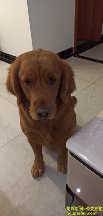 新津108国道捡到金毛犬一只，它是一只非常可爱的宠物狗狗，希望它早日回家，不要变成流浪狗。