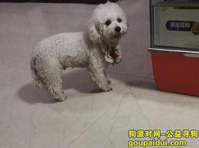 【郑州找狗】，寻狗启示，比熊犬，白色，带项圈，流浪狗，它是一只非常可爱的宠物狗狗，希望它早日回家，不要变成流浪狗。