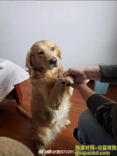 找金毛狗，重庆渝北空港附近到木耳公租房之间，它是一只非常可爱的宠物狗狗，希望它早日回家，不要变成流浪狗。