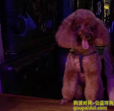 【福州找狗】，寻爱犬朵儿 8岁半！，它是一只非常可爱的宠物狗狗，希望它早日回家，不要变成流浪狗。