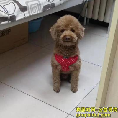 北京寻狗主人，北工大里有一只棕色泰迪，身上带着红底白点的背带，它是一只非常可爱的宠物狗狗，希望它早日回家，不要变成流浪狗。