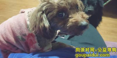 【天津捡到狗】，南开万德庄大街捡到泰迪小型犬，它是一只非常可爱的宠物狗狗，希望它早日回家，不要变成流浪狗。