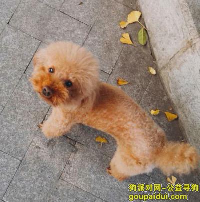 【重庆找狗】，重庆酬谢两千寻找棕色泰迪弟弟，它是一只非常可爱的宠物狗狗，希望它早日回家，不要变成流浪狗。