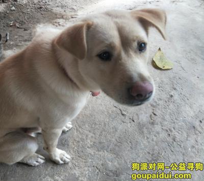 福州寻狗网，寻狗启示（福州仓山区），它是一只非常可爱的宠物狗狗，希望它早日回家，不要变成流浪狗。