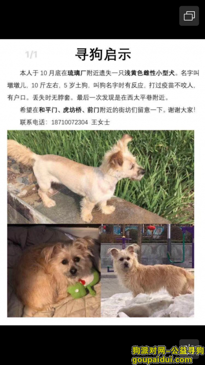 北京寻狗，寻墩墩13611139760谢谢大家，它是一只非常可爱的宠物狗狗，希望它早日回家，不要变成流浪狗。